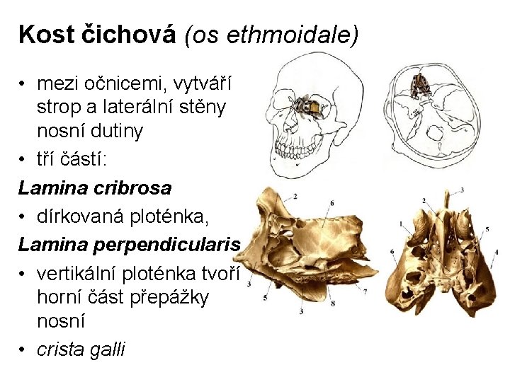 Kost čichová (os ethmoidale) • mezi očnicemi, vytváří strop a laterální stěny nosní dutiny