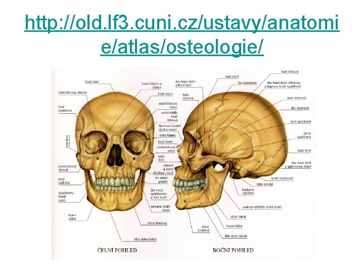 http: //old. lf 3. cuni. cz/ustavy/anatomi e/atlas/osteologie/ 