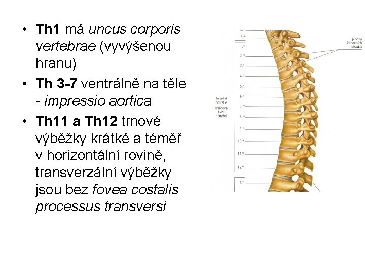  • Th 1 má uncus corporis vertebrae (vyvýšenou hranu) • Th 3 -7
