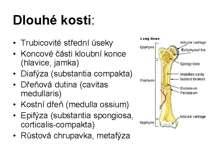 Dlouhé kosti: • Trubicovité střední úseky • Koncové části kloubní konce (hlavice, jamka) •