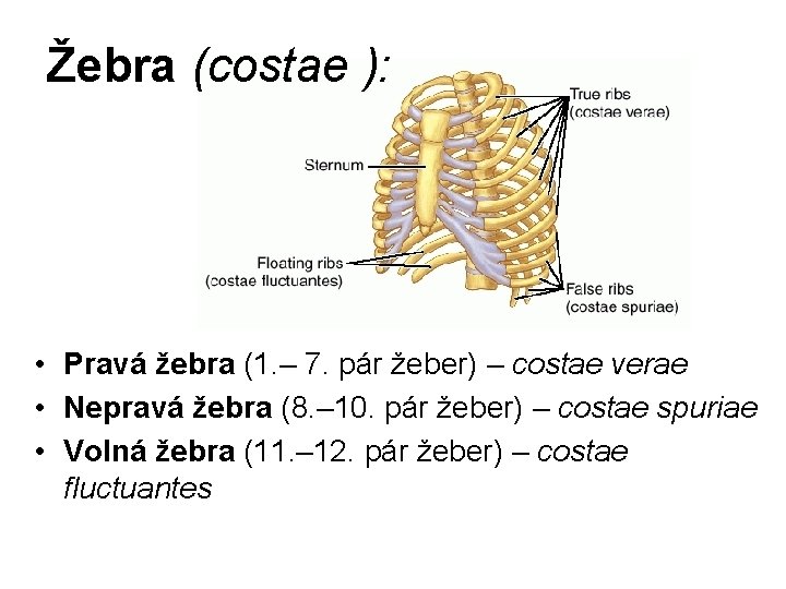 Žebra (costae ): • Pravá žebra (1. – 7. pár žeber) – costae verae