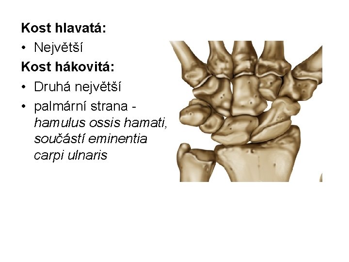 Kost hlavatá: • Největší Kost hákovitá: • Druhá největší • palmární strana - hamulus