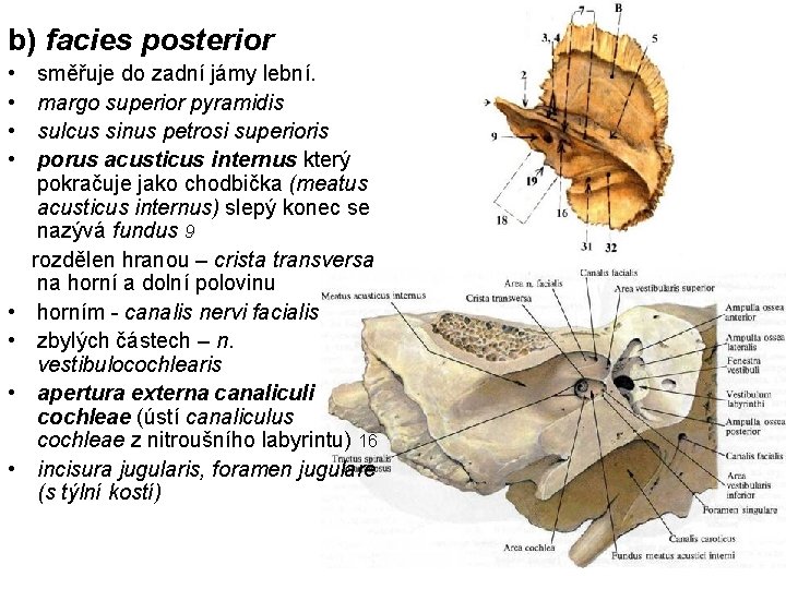 b) facies posterior • • směřuje do zadní jámy lební. margo superior pyramidis sulcus