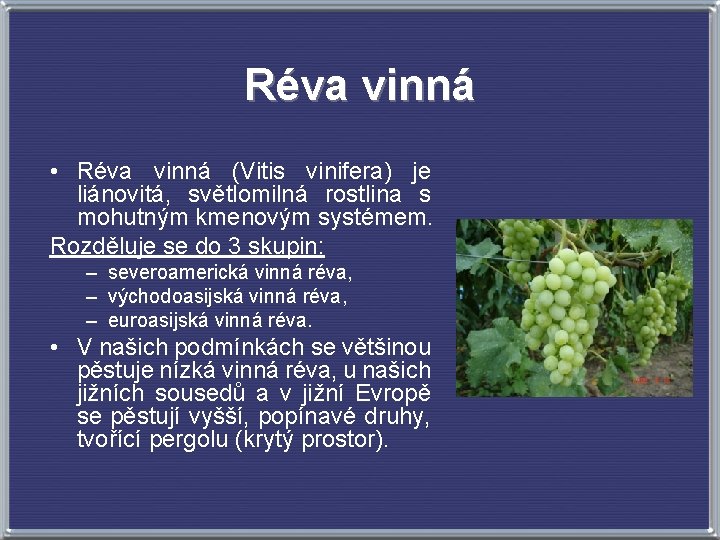 Réva vinná • Réva vinná (Vitis vinifera) je liánovitá, světlomilná rostlina s mohutným kmenovým