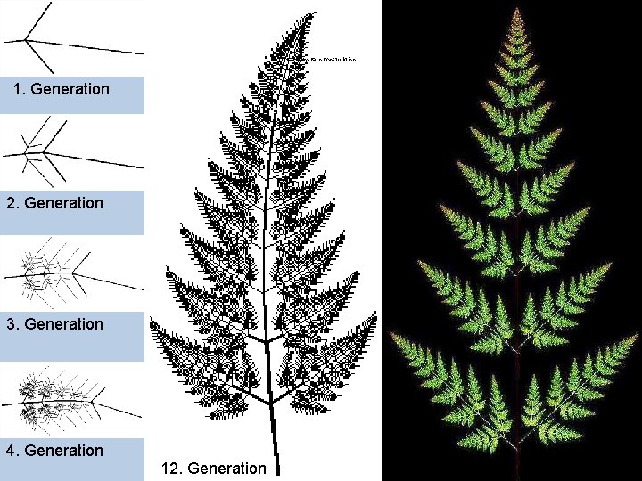 Barnsley-Farn Konstruktion 1. Generation 2. Generation 3. Generation 4. Generation 12. Generation 