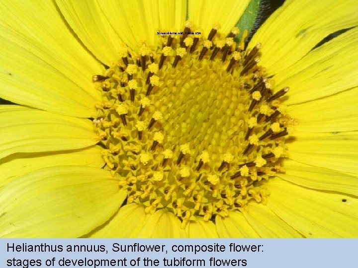 Sonnenblume wild, Prairie USA Helianthus annuus, Sunflower, composite flower: stages of development of the