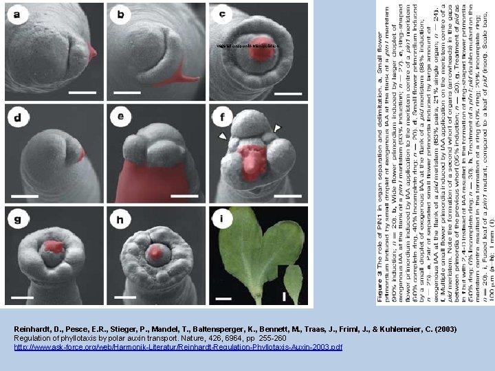 Vegetationspunkt-Manipulation Reinhardt, D. , Pesce, E. R. , Stieger, P. , Mandel, T. ,