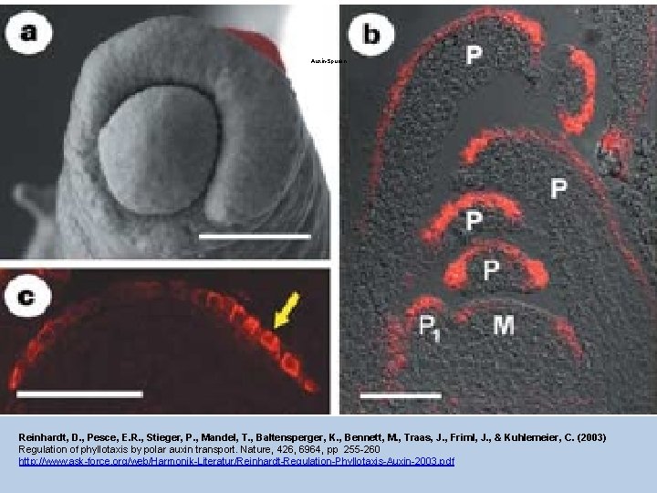 Auxin-Spuren Reinhardt, D. , Pesce, E. R. , Stieger, P. , Mandel, T. ,