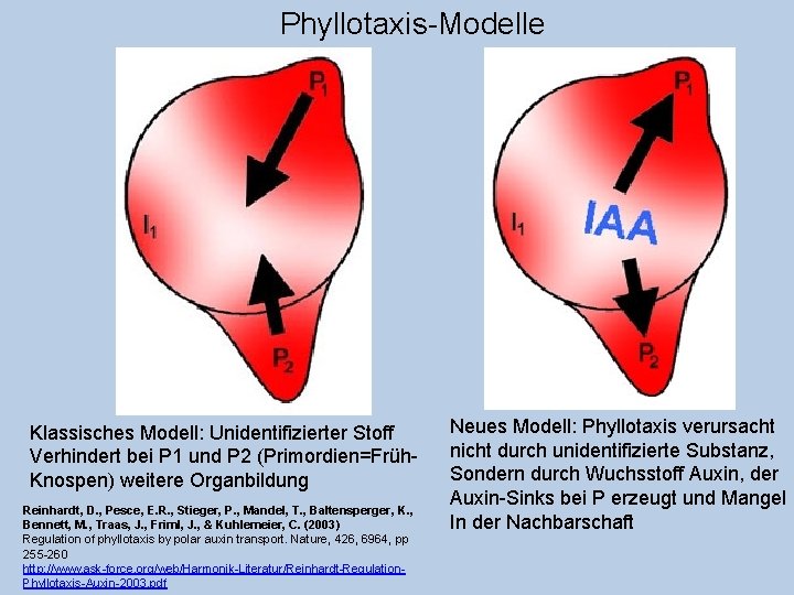 Phyllotaxis-Modelle Klassisches Modell: Unidentifizierter Stoff Verhindert bei P 1 und P 2 (Primordien=Früh. Knospen)