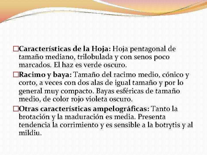 �Características de la Hoja: Hoja pentagonal de tamaño mediano, trilobulada y con senos poco �Características de la Hoja: Hoja pentagonal de tamaño mediano, trilobulada y con senos poco