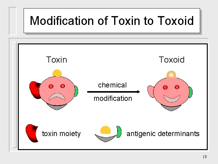 Modification of Toxin to Toxoid Toxin Toxoid chemical modification toxin moiety antigenic determinants 19