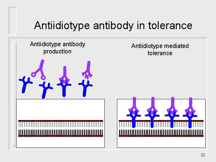 Antiidiotype antibody in tolerance Antiidiotype antibody production Antiidiotype mediated tolerance 22 