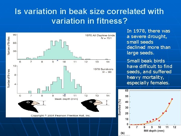 Is variation in beak size correlated with variation in fitness? In 1978, there was