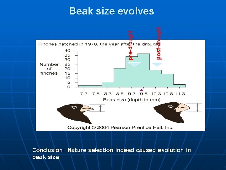 post-drought pre-drought Beak size evolves Conclusion: Nature selection indeed caused evolution in beak size