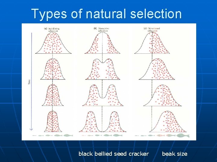 Types of natural selection black bellied seed cracker beak size 