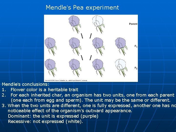 Mendle’s Pea experiment Mendle’s conclusions: 1. Flower color is a heritable trait 2. For