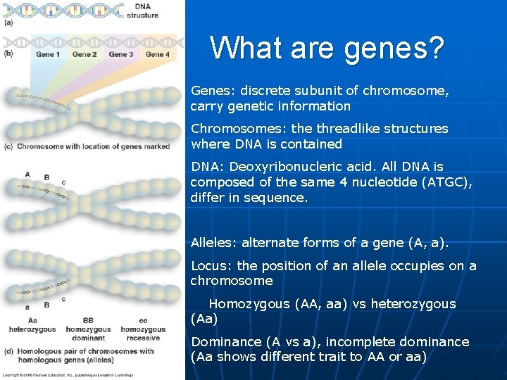 What are genes? Genes: discrete subunit of chromosome, carry genetic information Chromosomes: the threadlike
