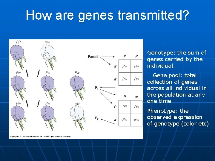 How are genes transmitted? Genotype: the sum of genes carried by the individual. Gene