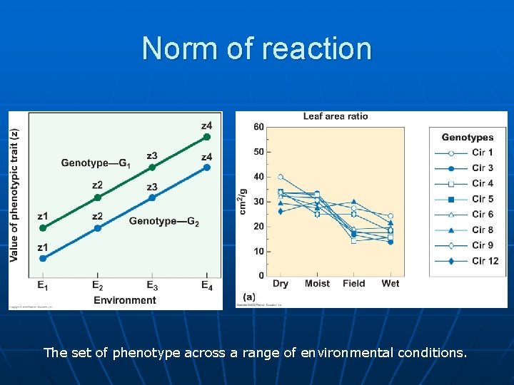 Norm of reaction The set of phenotype across a range of environmental conditions. 