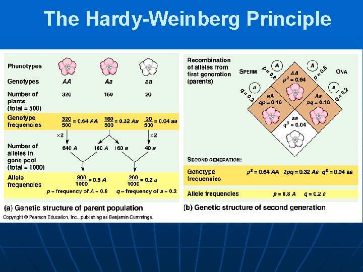 The Hardy-Weinberg Principle 