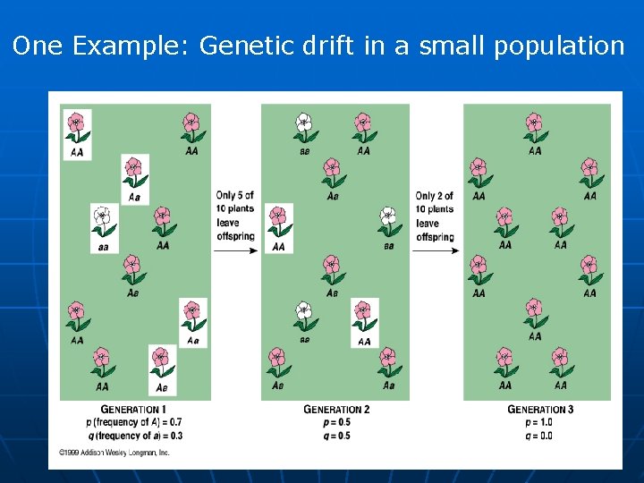 One Example: Genetic drift in a small population 