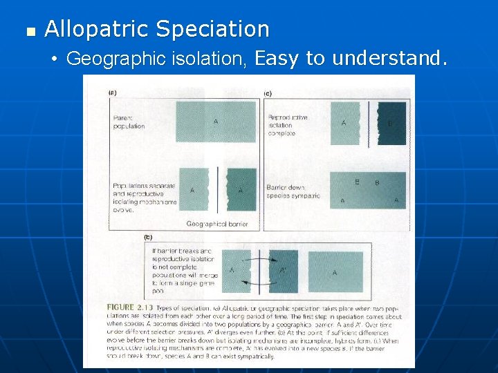 n Allopatric Speciation • Geographic isolation, Easy to understand. 