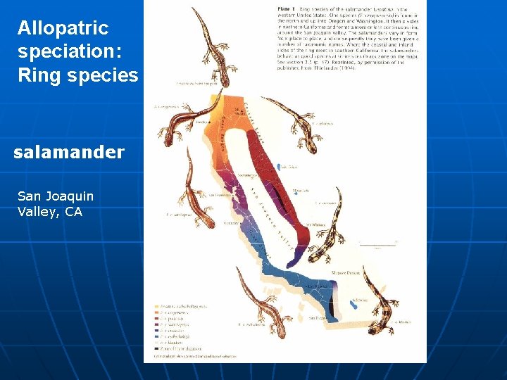 Allopatric speciation: Ring species salamander San Joaquin Valley, CA 