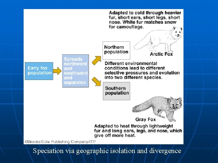 Speciation via geographic isolation and divergence 