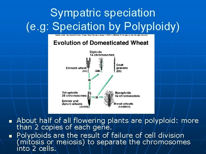 Sympatric speciation (e. g: Speciation by Polyploidy) n n About half of all flowering