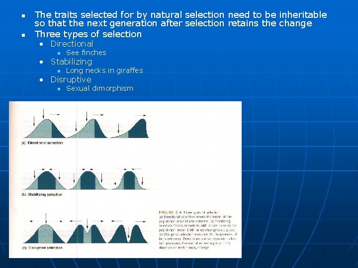 n n The traits selected for by natural selection need to be inheritable so