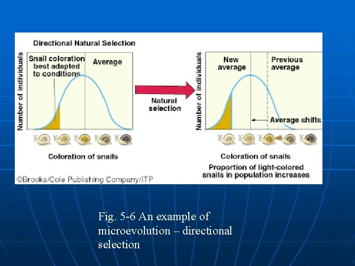 Fig. 5 -6 An example of microevolution – directional selection 