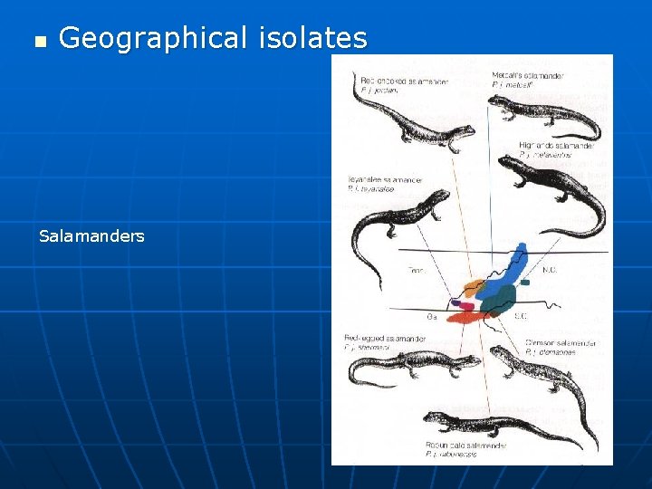 n Geographical isolates Salamanders 