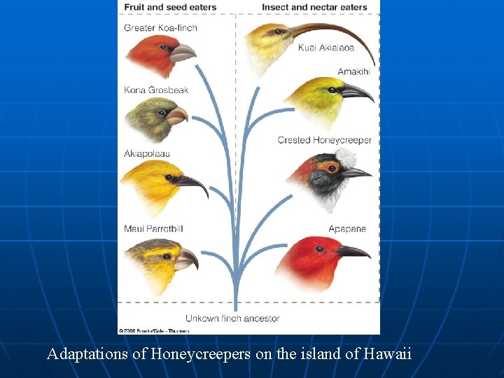 Adaptations of Honeycreepers on the island of Hawaii 