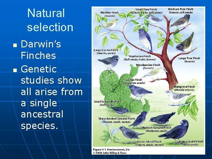 Natural selection n n Darwin’s Finches Genetic studies show all arise from a single