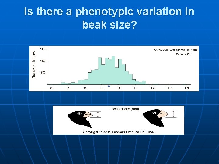 Is there a phenotypic variation in beak size? 