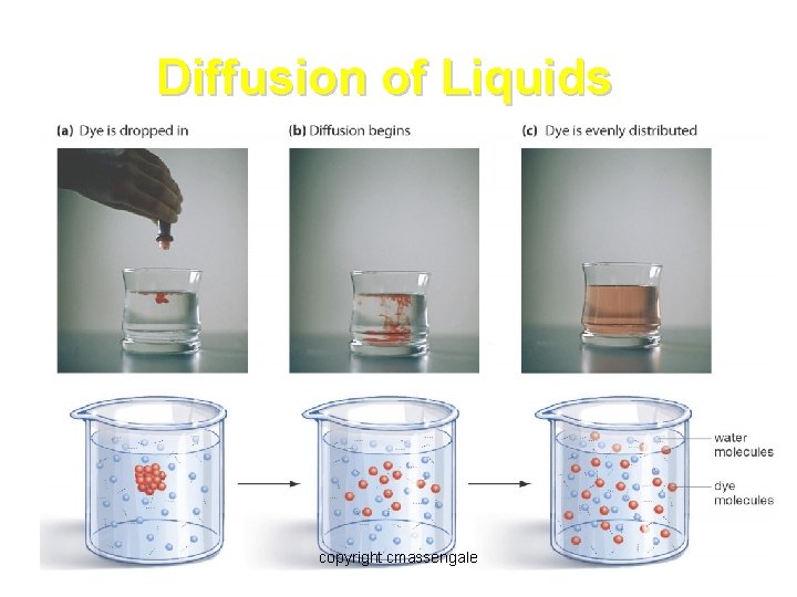 Diffusion of Liquids copyright cmassengale 12 