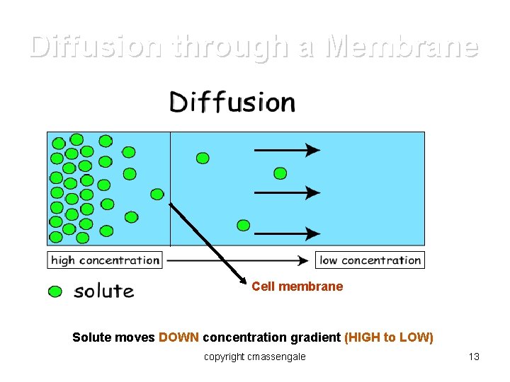 Diffusion through a Membrane Cell membrane Solute moves DOWN concentration gradient (HIGH to LOW)