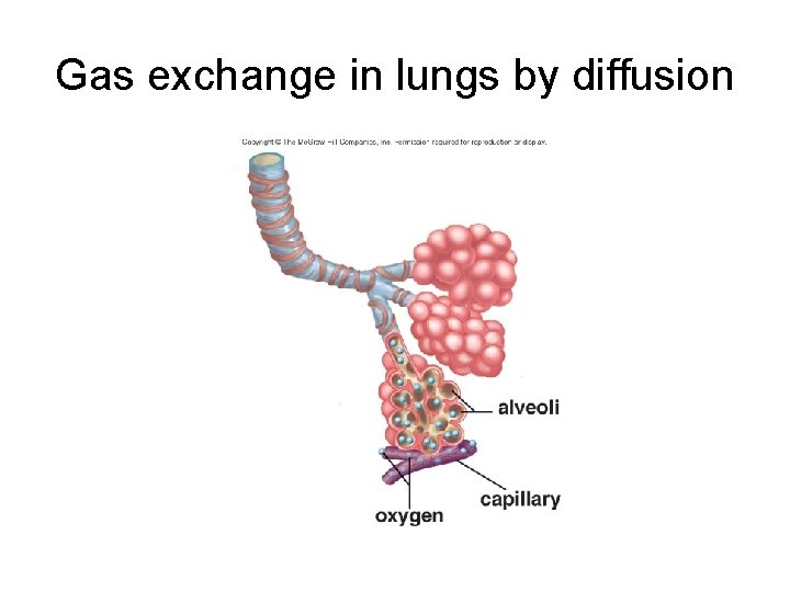 Gas exchange in lungs by diffusion 