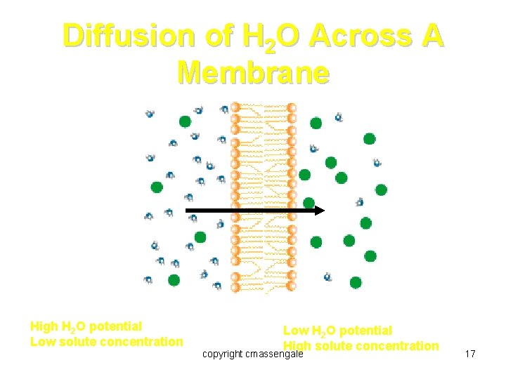Diffusion of H 2 O Across A Membrane High H 2 O potential Low