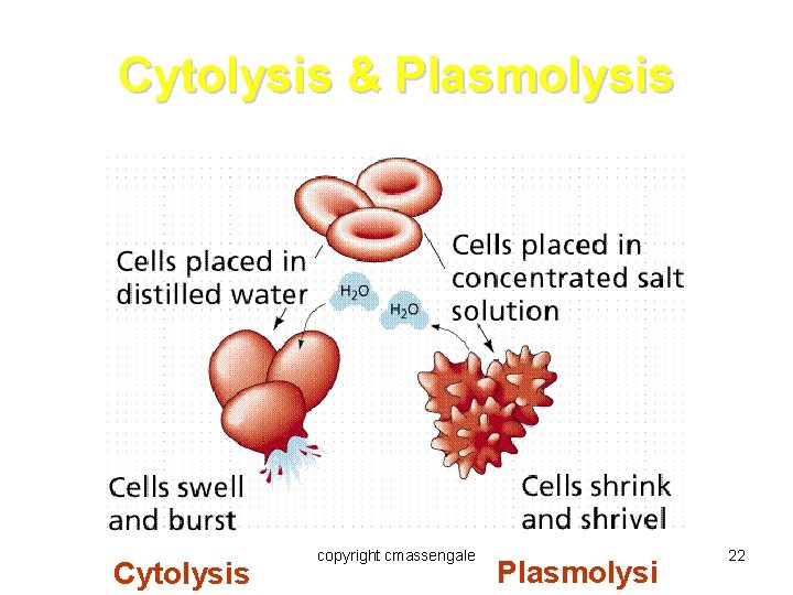 Cytolysis & Plasmolysis Cytolysis copyright cmassengale Plasmolysi 22 