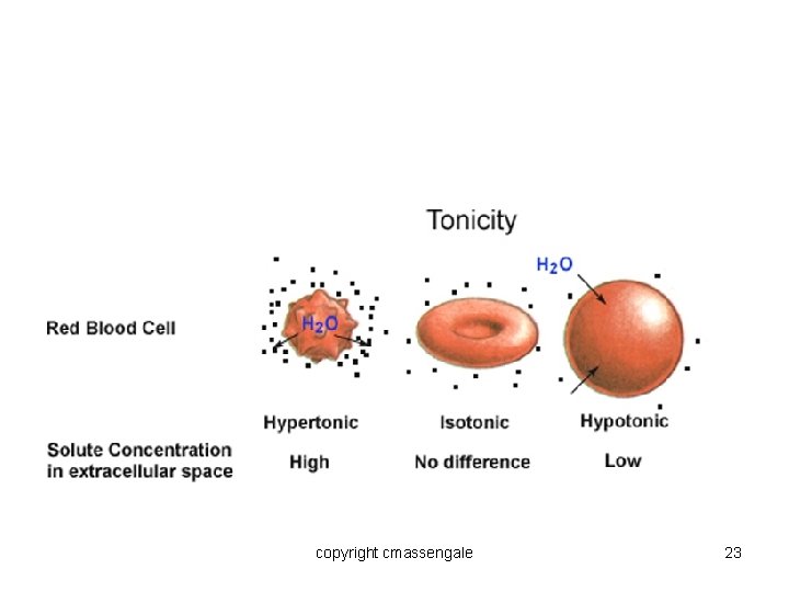 What Happens to Blood Cells? copyright cmassengale 23 