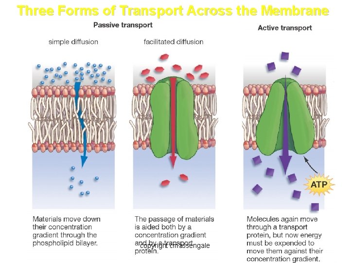 Three Forms of Transport Across the Membrane copyright cmassengale 24 