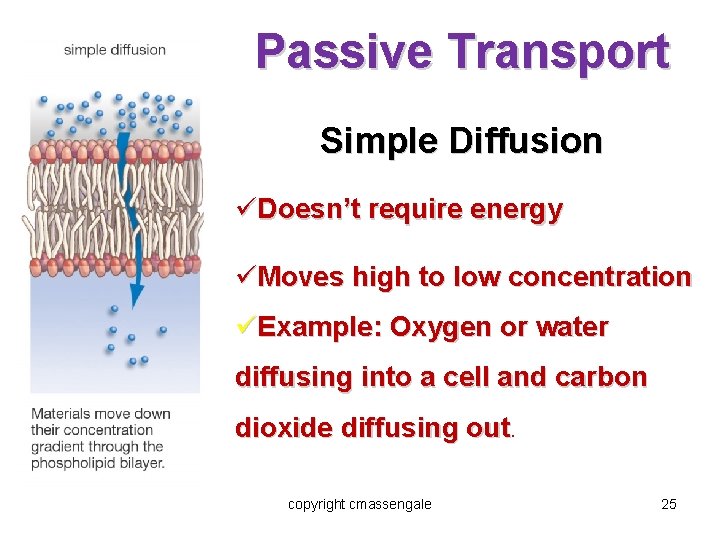 Passive Transport Simple Diffusion üDoesn’t require energy üMoves high to low concentration üExample: Oxygen