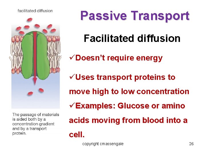 Passive Transport Facilitated diffusion üDoesn’t require energy üUses transport proteins to move high to