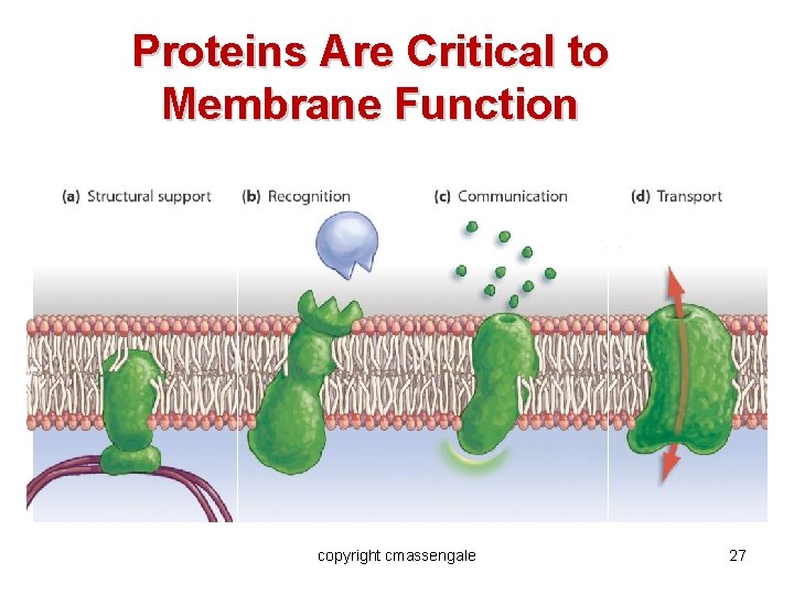 Proteins Are Critical to Membrane Function copyright cmassengale 27 