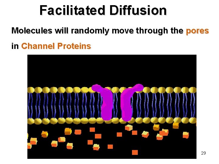Facilitated Diffusion Molecules will randomly move through the pores in Channel Proteins copyright cmassengale