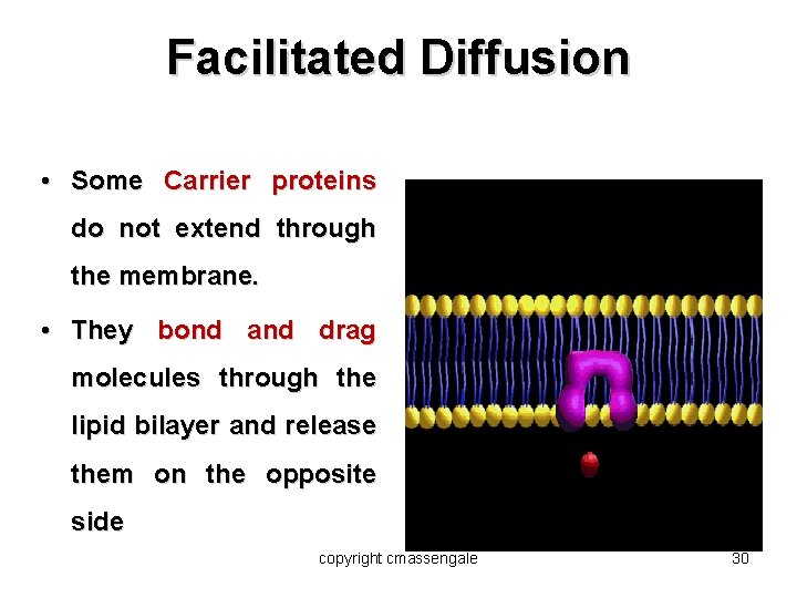 Facilitated Diffusion • Some Carrier proteins do not extend through the membrane. • They