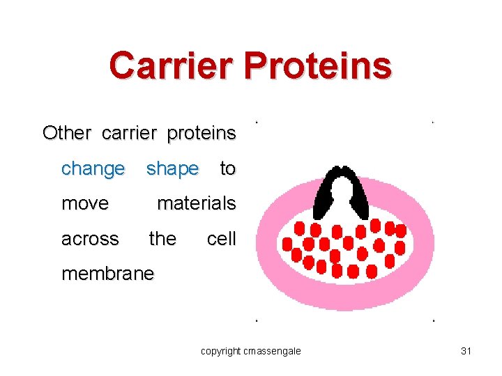 Carrier Proteins Other carrier proteins change shape move across to materials the cell membrane