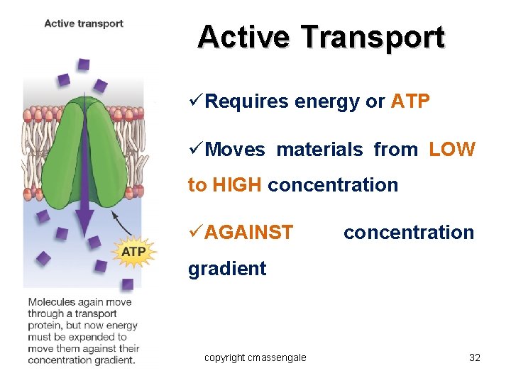 Active Transport üRequires energy or ATP üMoves materials from LOW to HIGH concentration üAGAINST