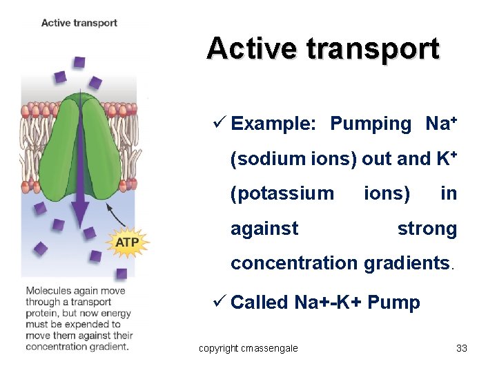 Active transport ü Example: Pumping Na+ (sodium ions) out and K+ (potassium against ions)